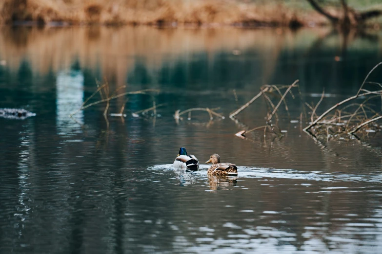 there is one duck on the water with another duck in it