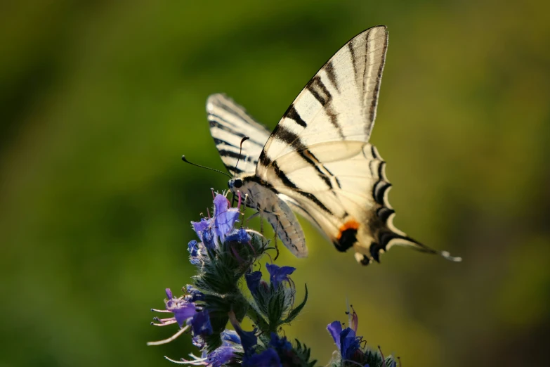 a erfly with an orange spot on its wing flies over a flower