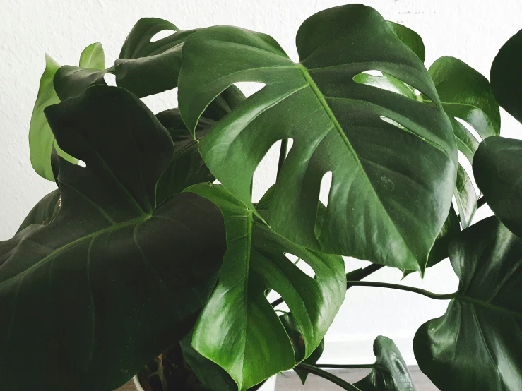 the large leafy green plant is on the table