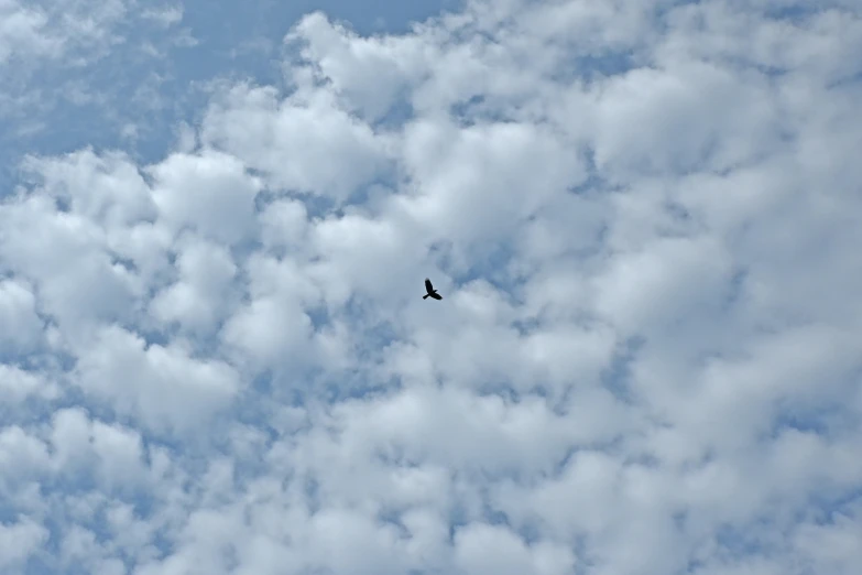 a lone bird is in a large cloudy sky