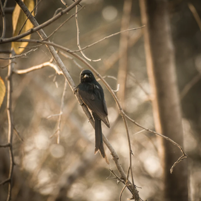 a black bird sitting on top of a nch in a forest