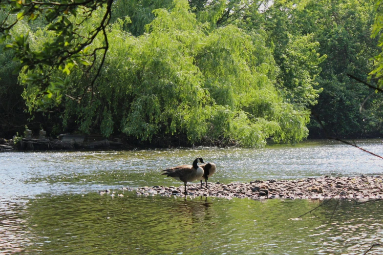 two ducks are standing in the water by some trees