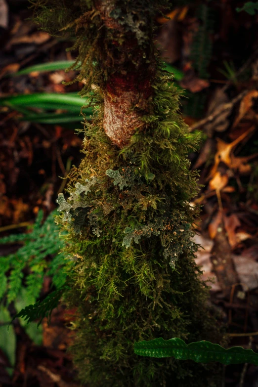 moss on the tree limb of an evergreen tree