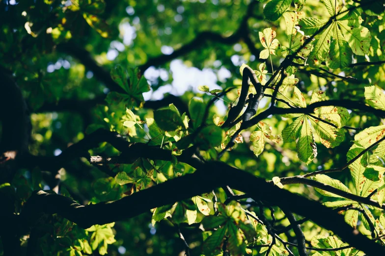 a bird sits in the nches of a tree