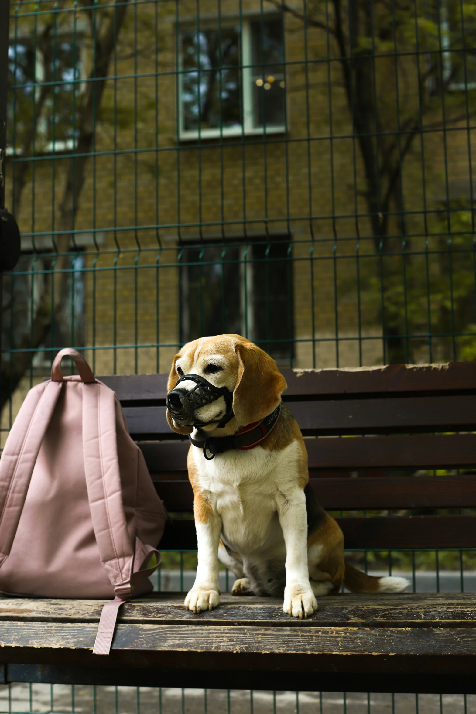 a dog that is sitting on a bench