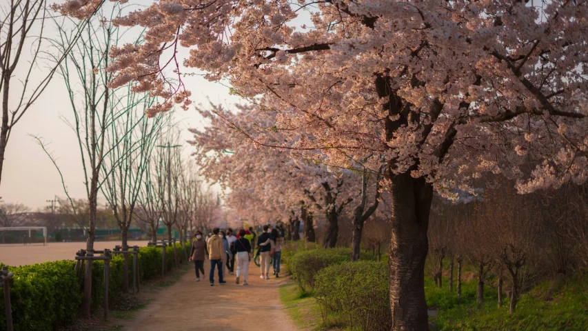 a walkway full of people under blossoming trees