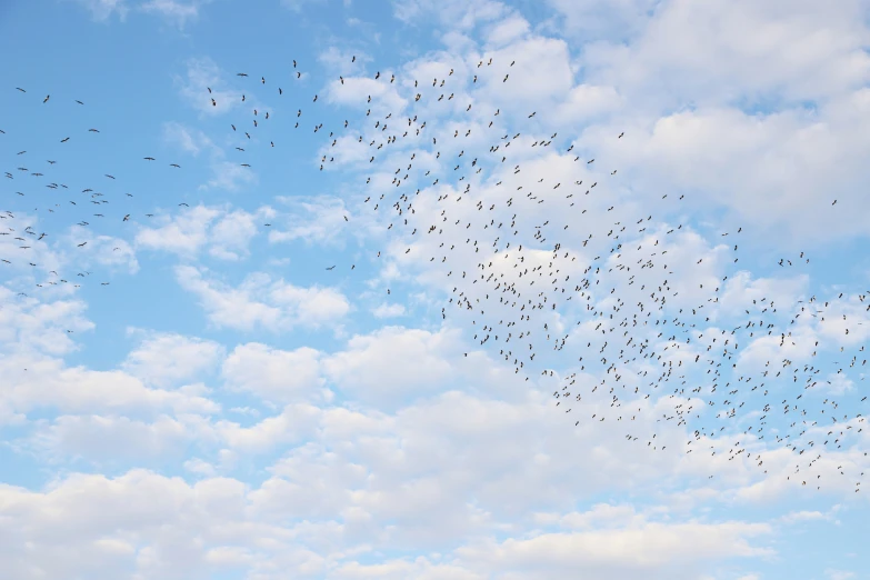 an amazing group of birds flying high in the sky