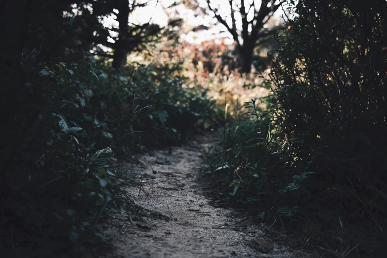 a pathway in the woods covered with lots of grass