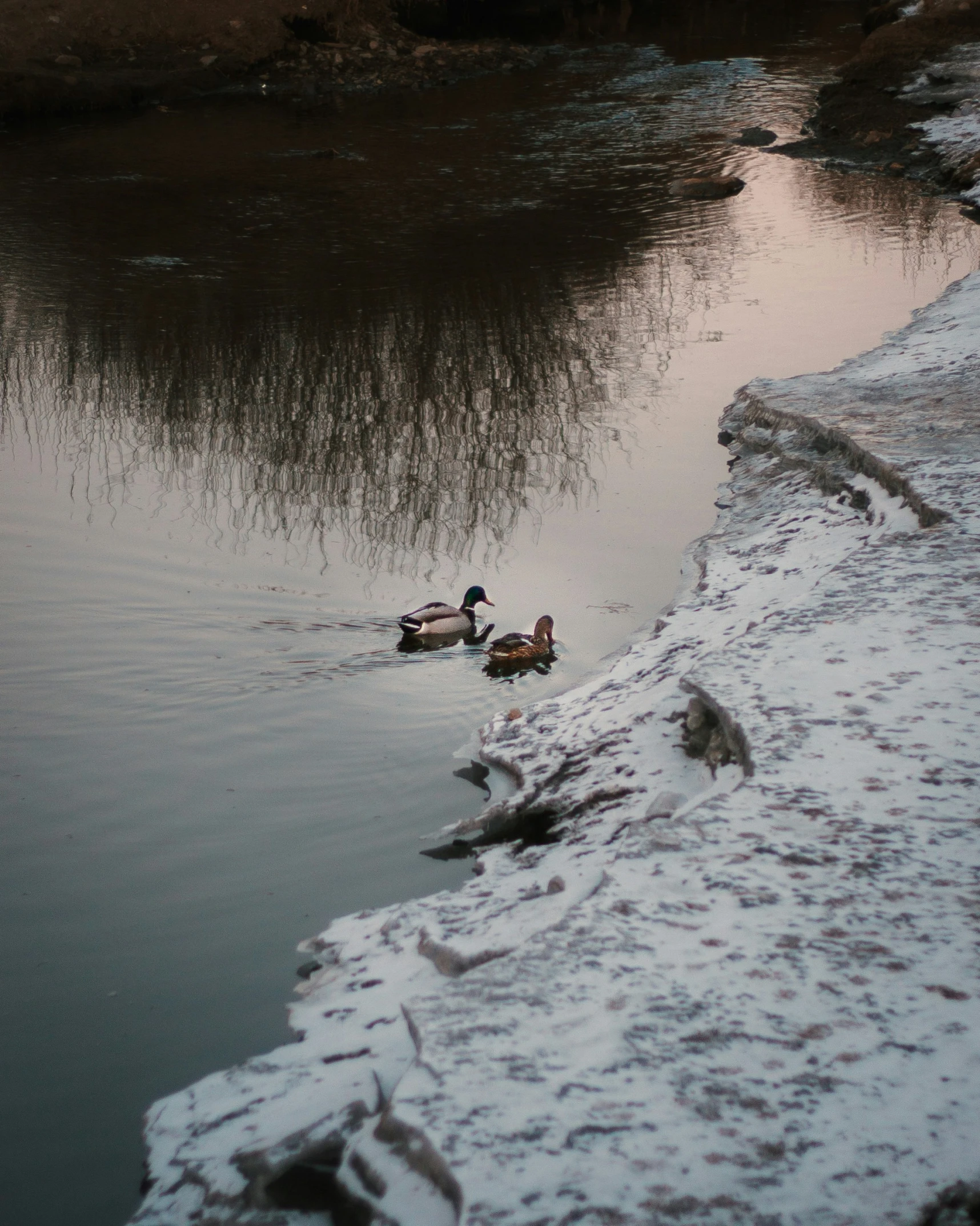 two ducks swimming on top of a lake in the snow