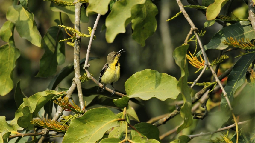 a bird is sitting in the middle of some leaves