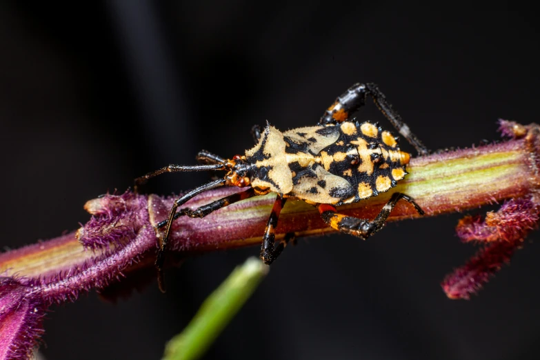 a bug is sitting on a purple flower