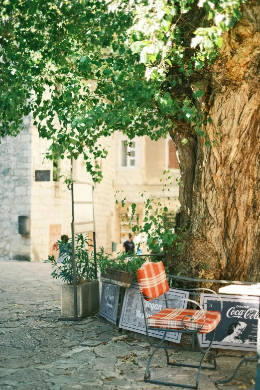 two park benches that are sitting under a tree