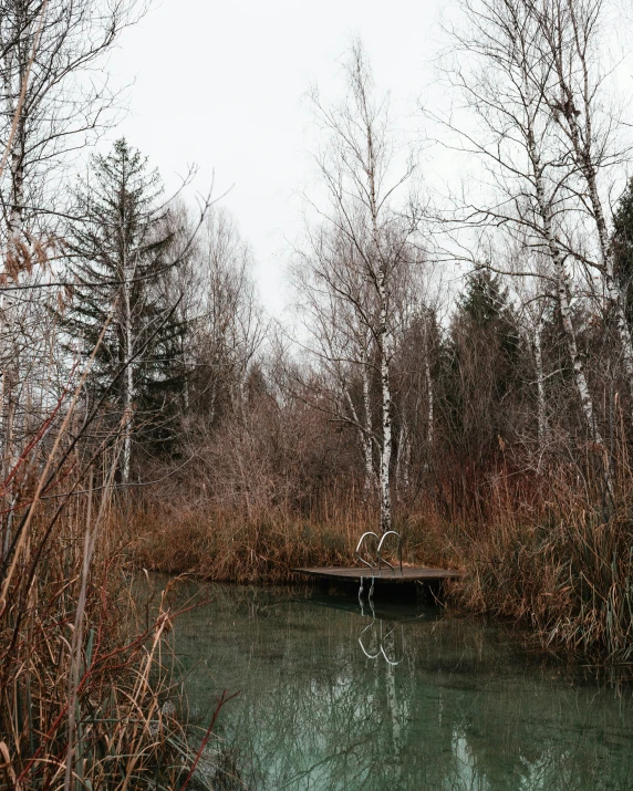 some trees water water grass and water plants