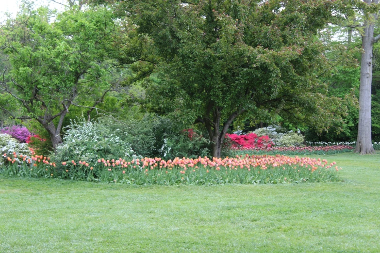 flowers are blooming in the grass beside trees