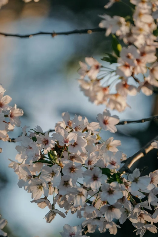 an blooming white tree nch with pink flowers