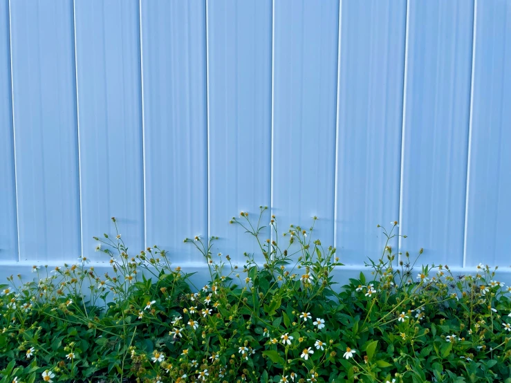 a closeup of a blue wall with green plants