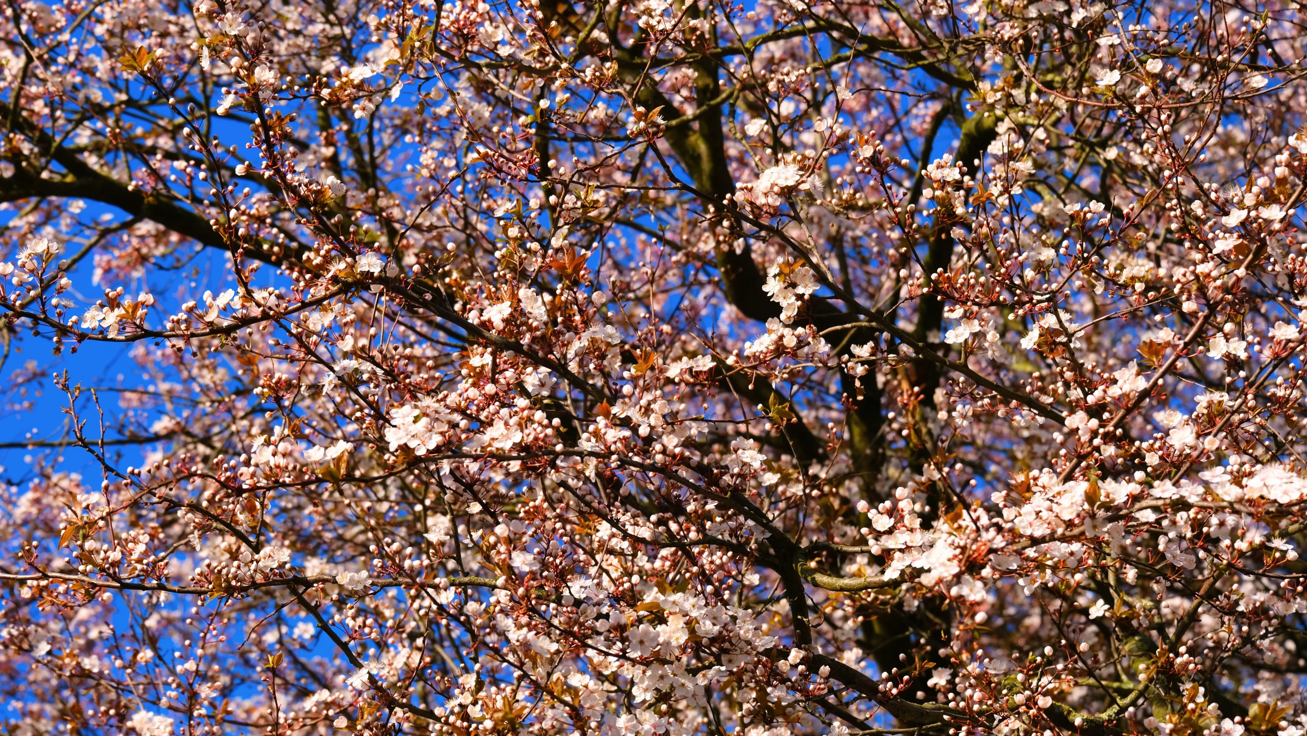 a tree in flower with lots of white and purple flowers