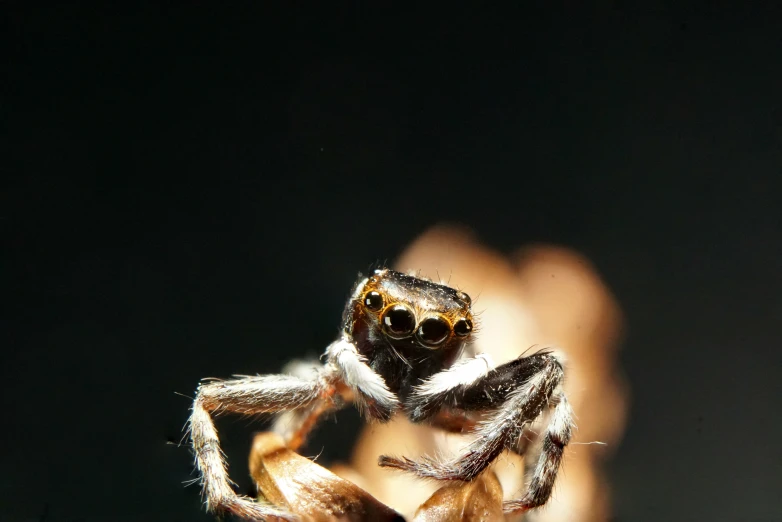 the jumping spider has large gold eyes