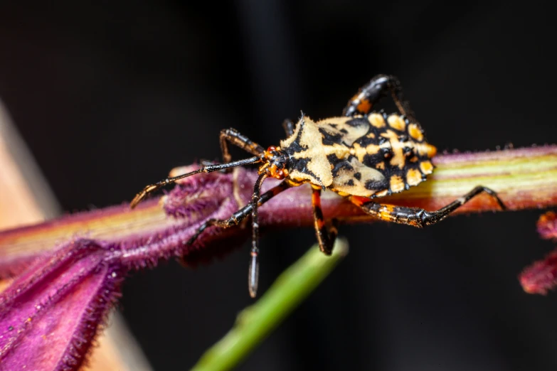 a spotted bug is sitting on a purple flower