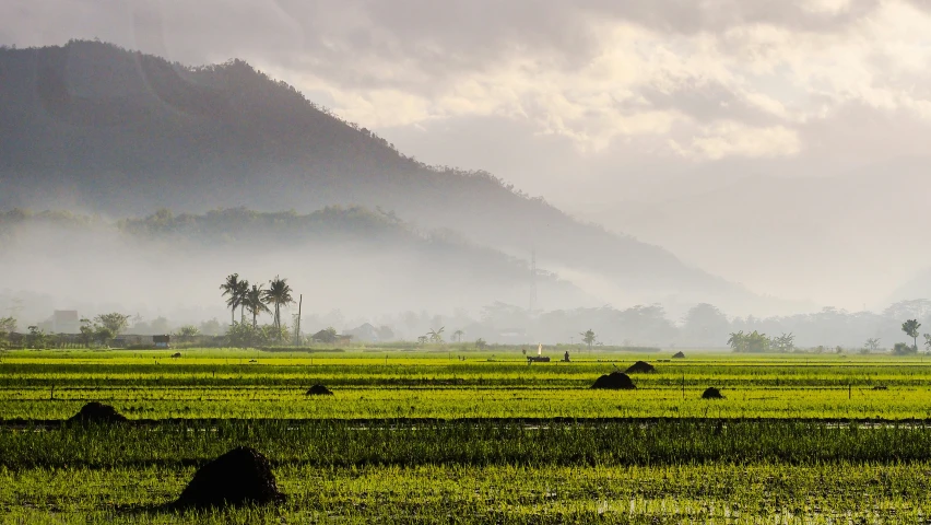 cows graze in a field with a mountain in the distance