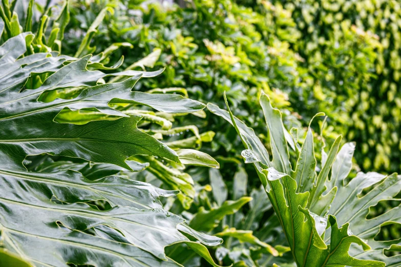 closeup of plants and trees that appear to be blurred