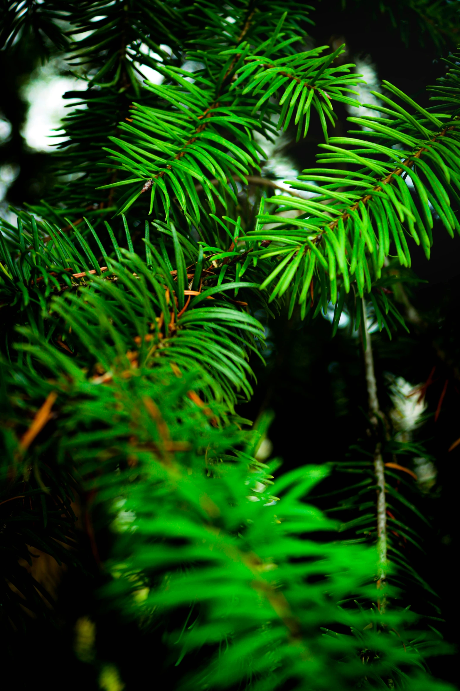 some very green trees that are next to each other