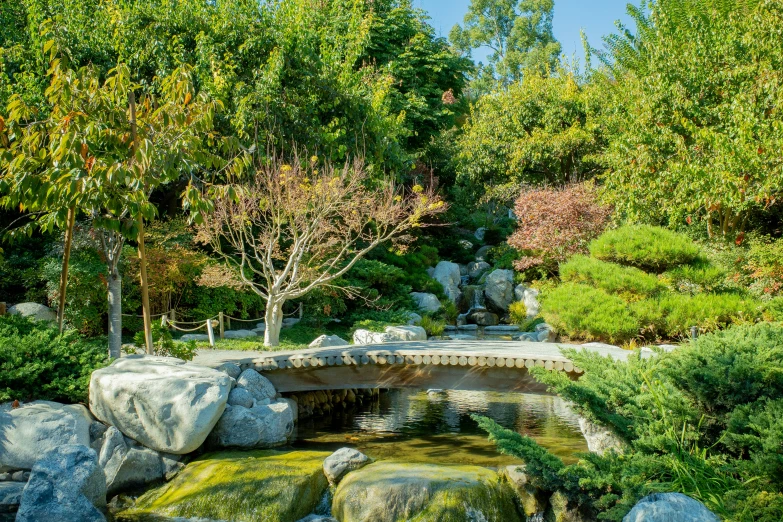 small stream flowing through a lush green forest