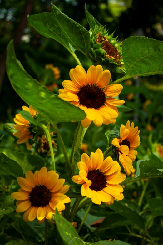 the large, tall sunflower has bloomed with purple centers