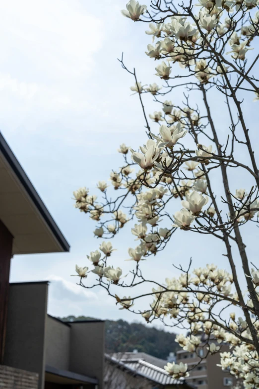 tree with large white flowers on it's nch in front of building