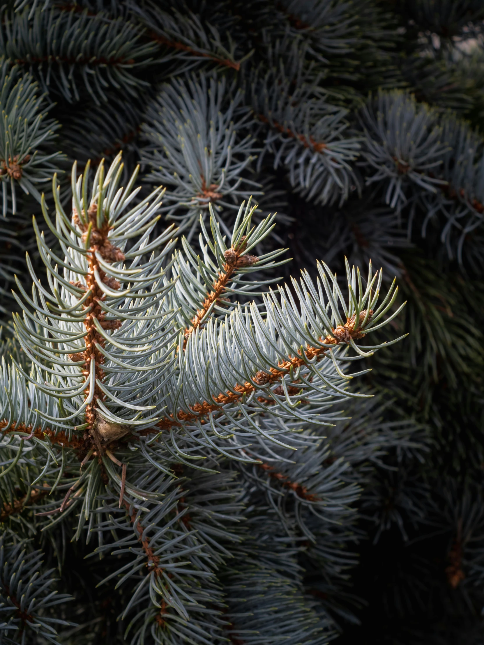 a pine tree with very thin needles and orange tips