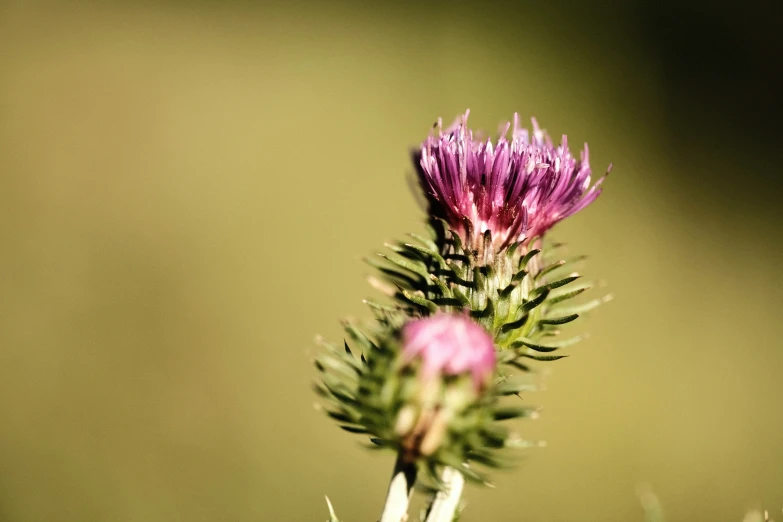 a single thistle flower blooms near the tops of other flowers