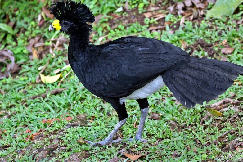 an image of a bird that is in the grass