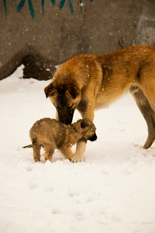 there are two small dogs playing in the snow