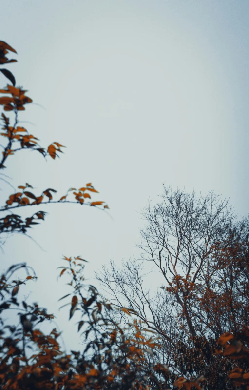 an airplane flying through the air next to trees