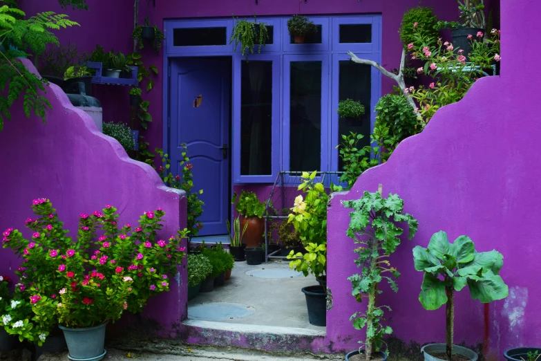 a house with purple walls and doors and plants