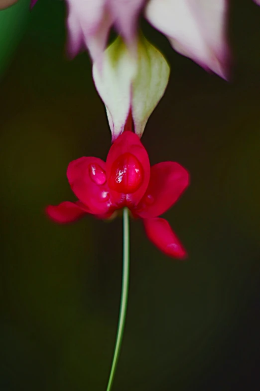 a very pretty red flower with long stem