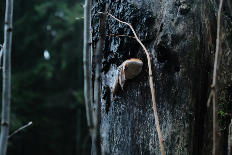 a snail that is crawling around the side of a tree