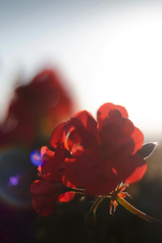 some red flowers are in the sun on a sunny day