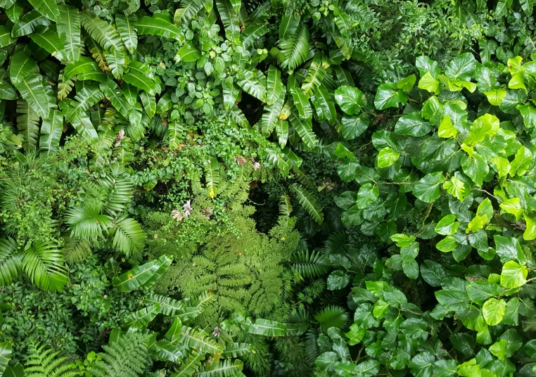 the view from above of several large bushes and trees