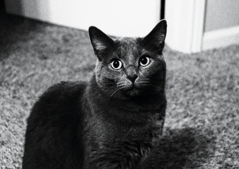 a cat is sitting in the middle of a carpet