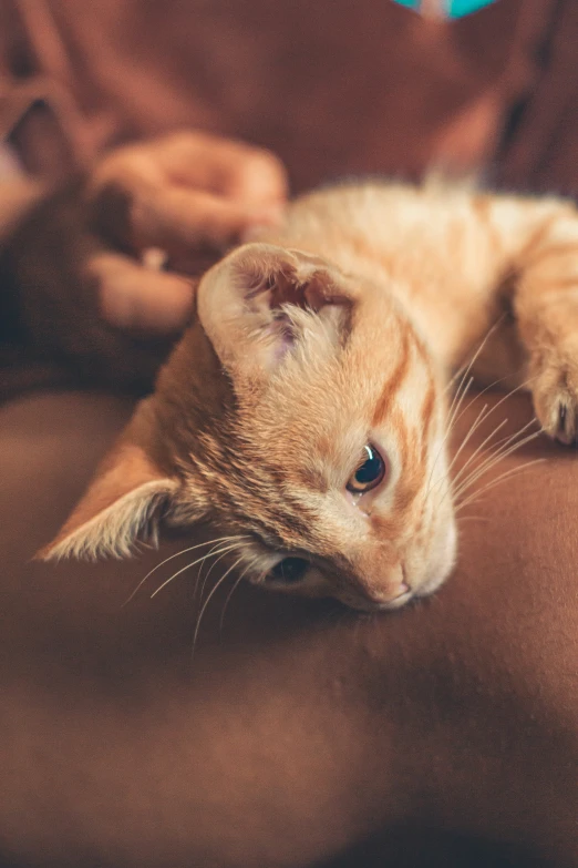 an orange cat sitting in front of a person