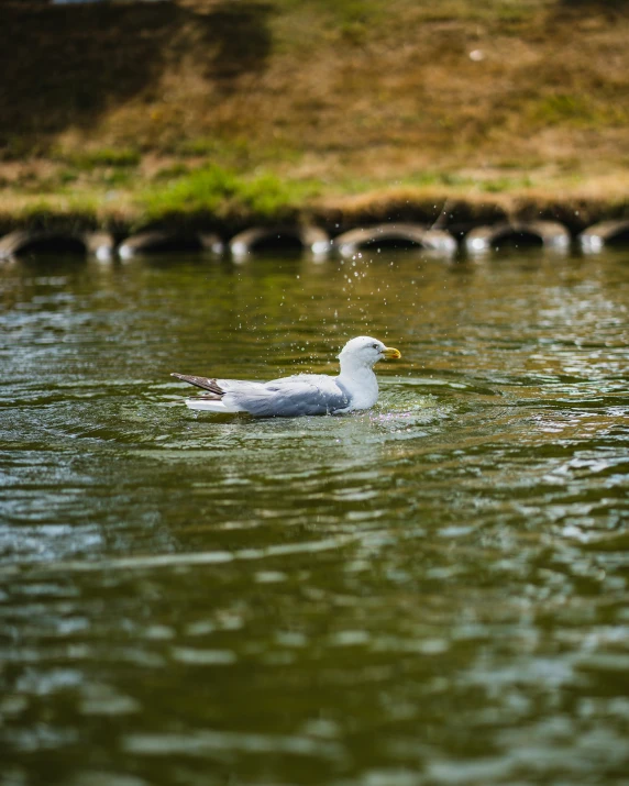 white duck with a yellow beak in water
