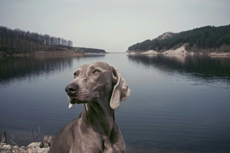 dog staring at water from shoreline with mountains in the background