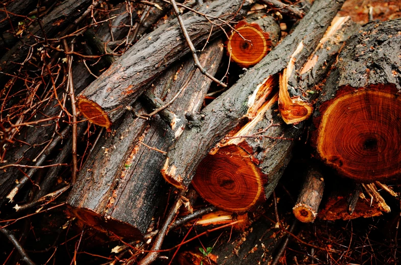 a pile of tree trunks sitting in the grass