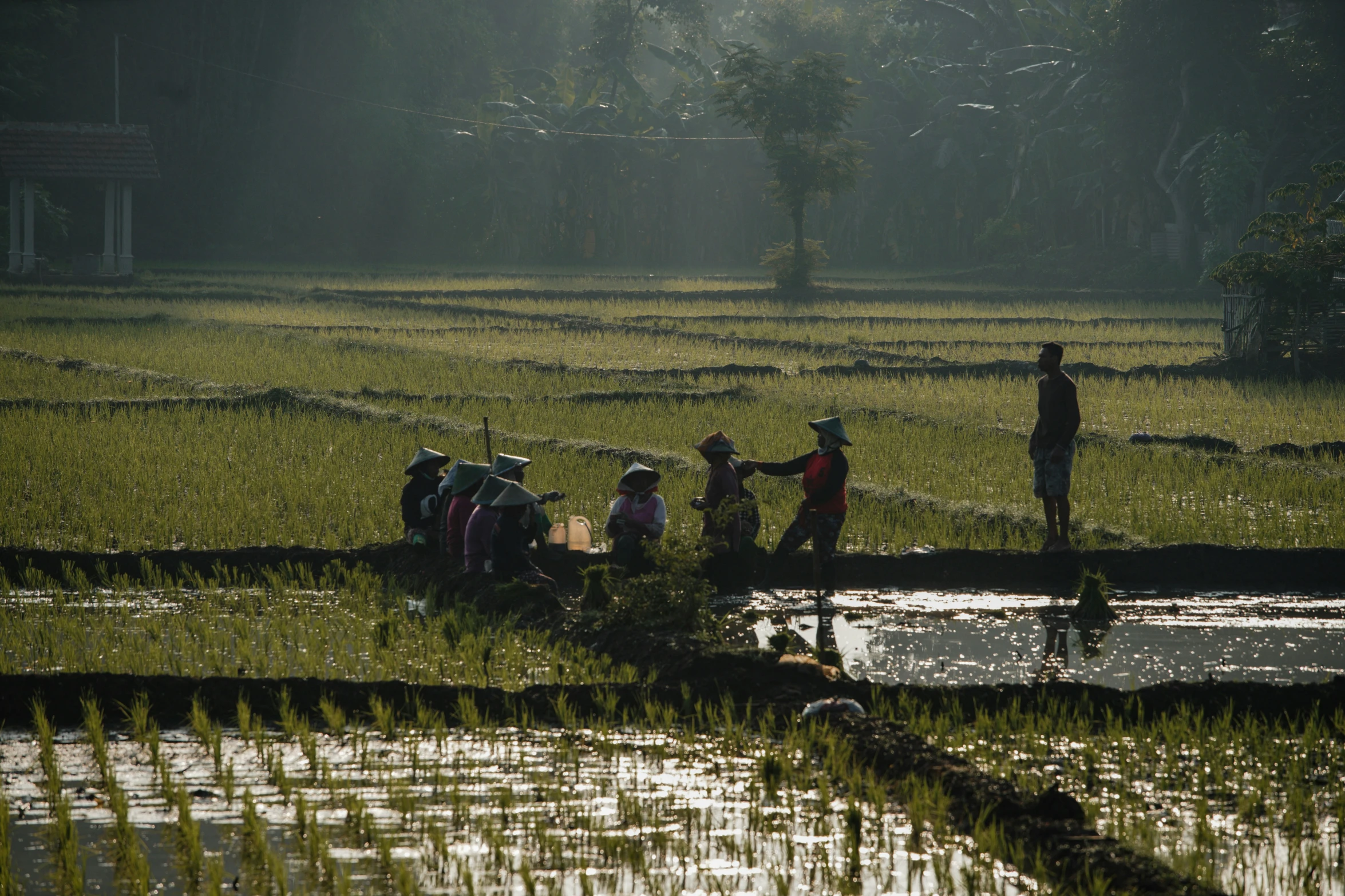 a group of people in an open field with rice