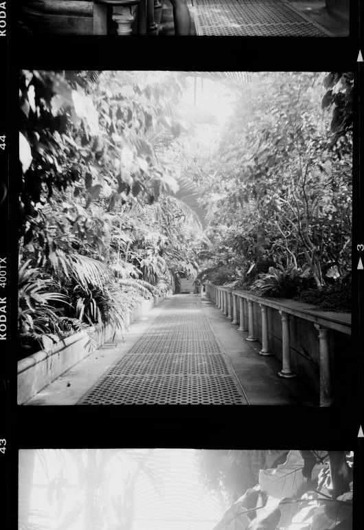 three different pos of trees and a road