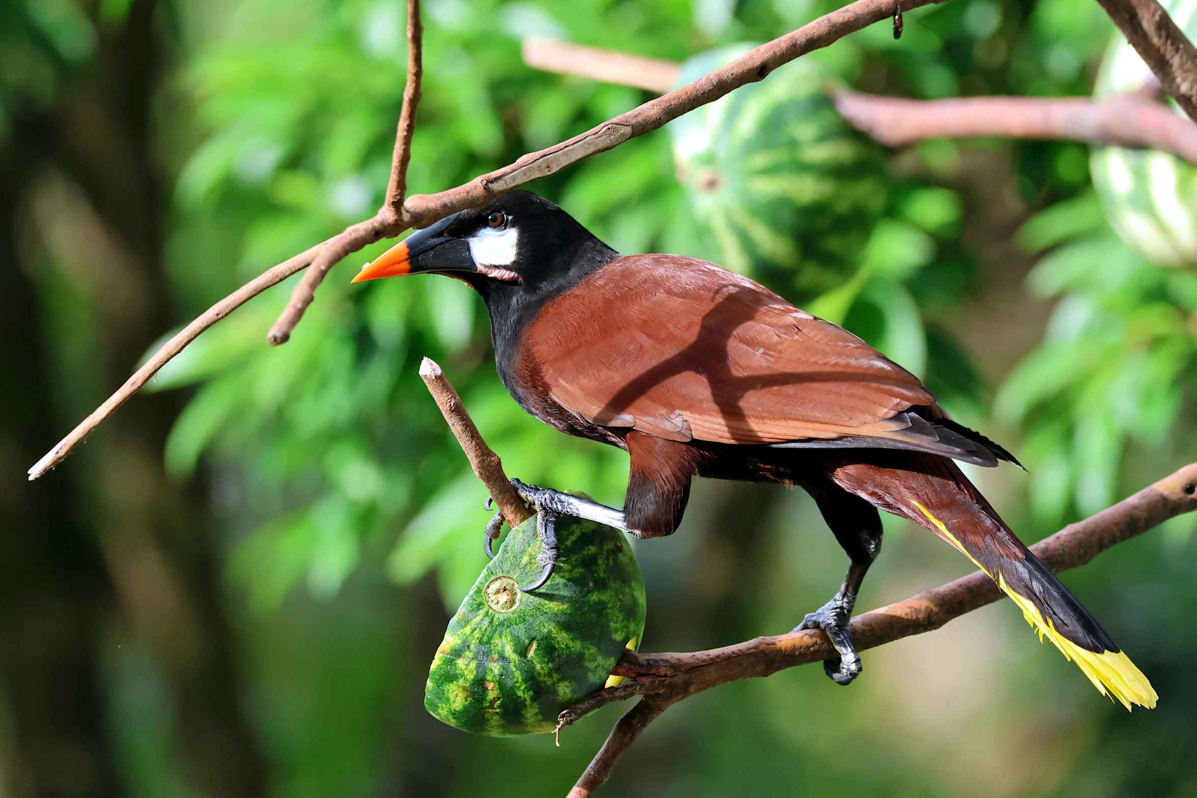 a red and black bird sitting on a tree nch