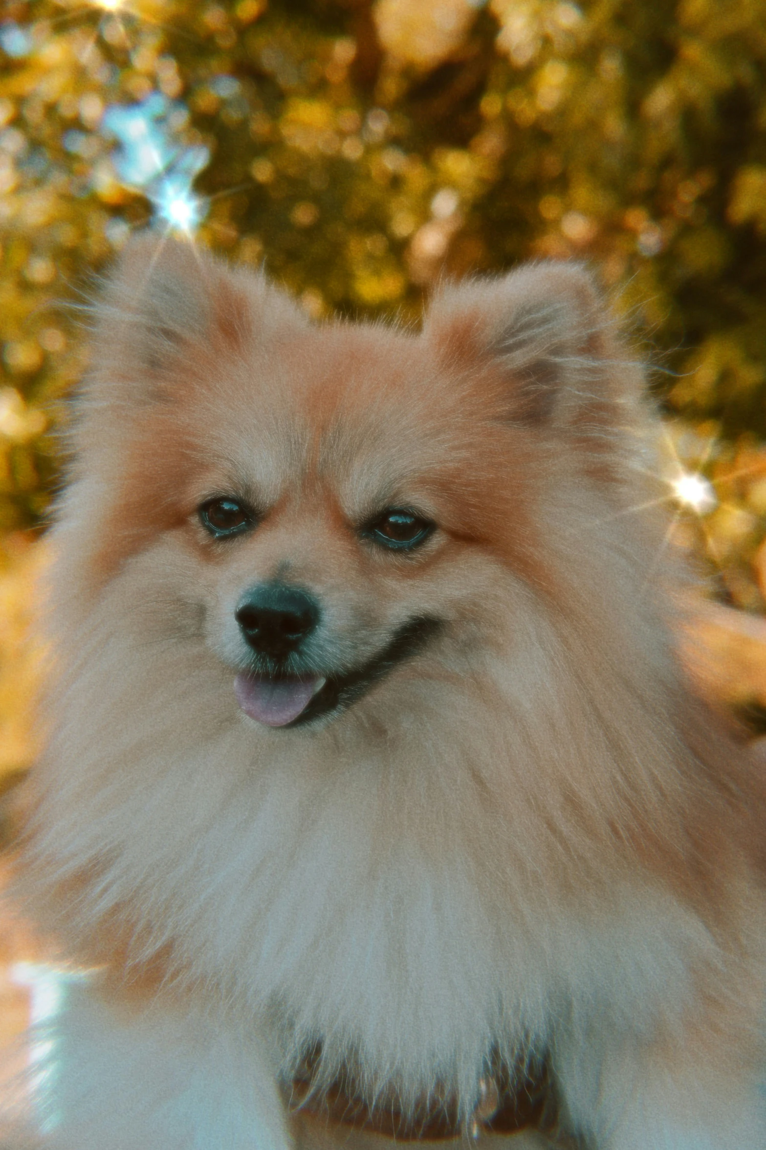 pomeranian is sitting down on the edge of a vehicle