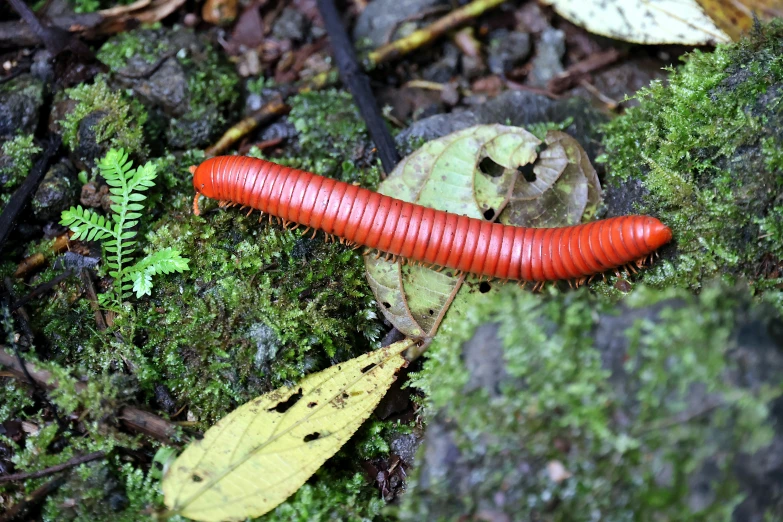 an orange insect sits on a moss covered ground