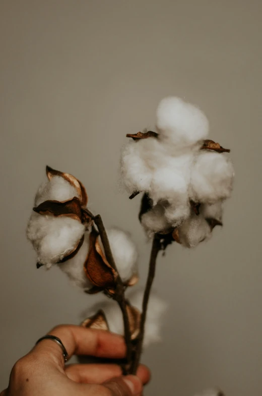 hand that is holding some kind of cotton